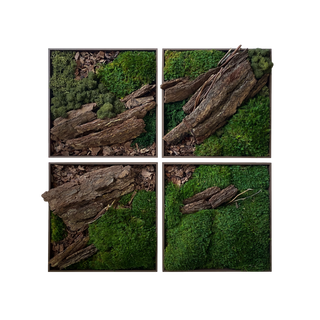 Fallen Tree 30