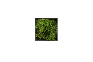 Mossy mini