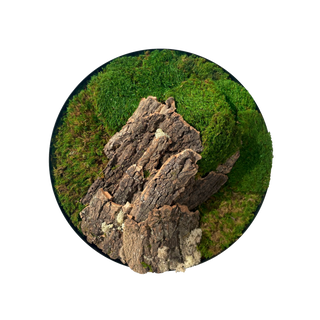 Wild (60cm)