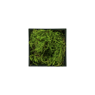 Mossy mini