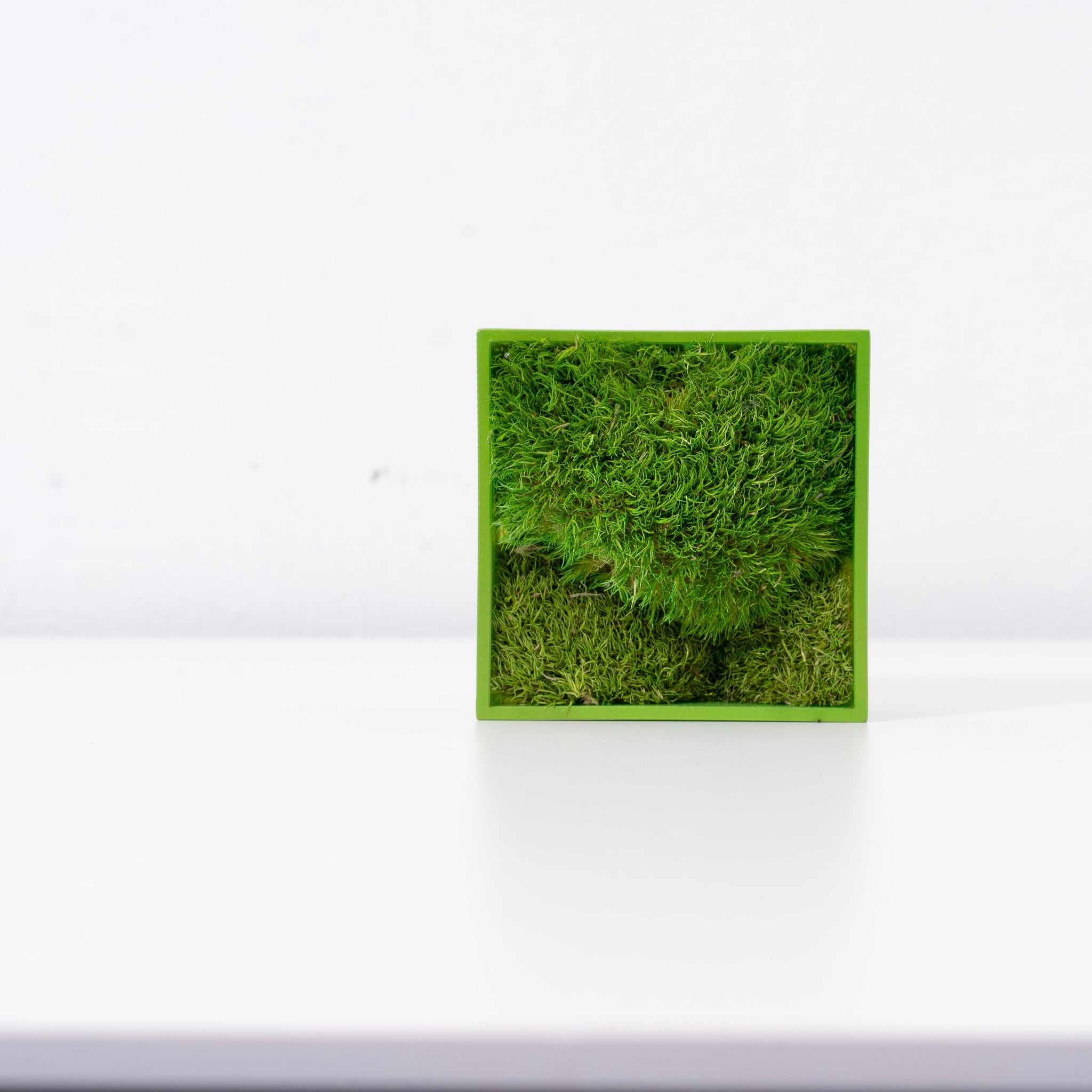 Pure Moss mini