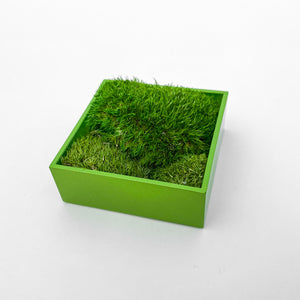 Pure Moss mini